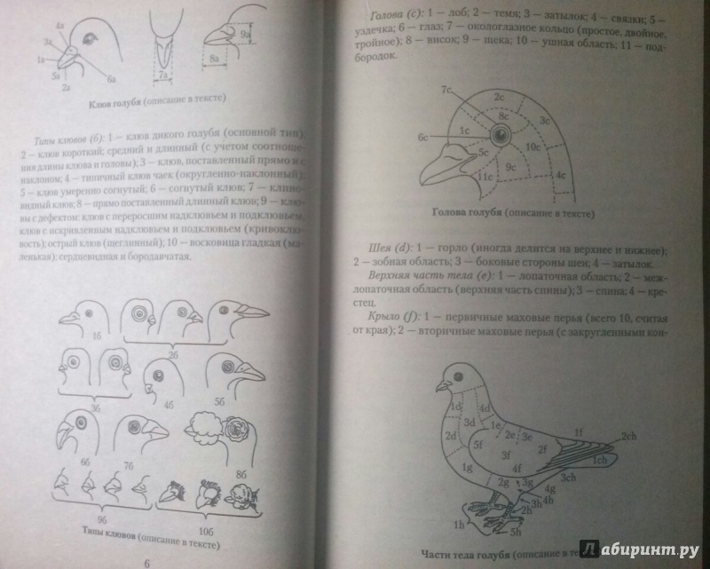 Иллюстрация 2 из 7 для Декоративное и мясное голубеводство - Винюков, Винюков | Лабиринт - книги. Источник: SiB