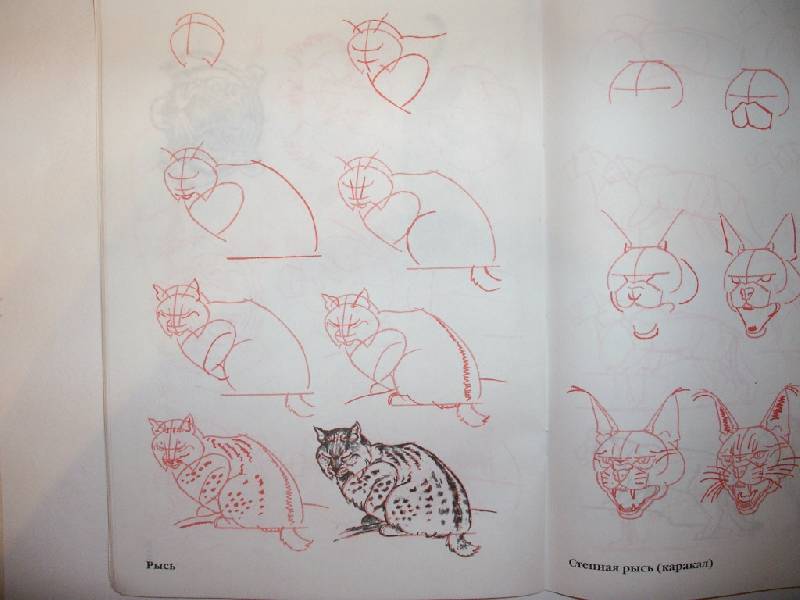 Иллюстрация 2 из 23 для Рисуем 50 кошек - Ли Эймис | Лабиринт - книги. Источник: Tiger.