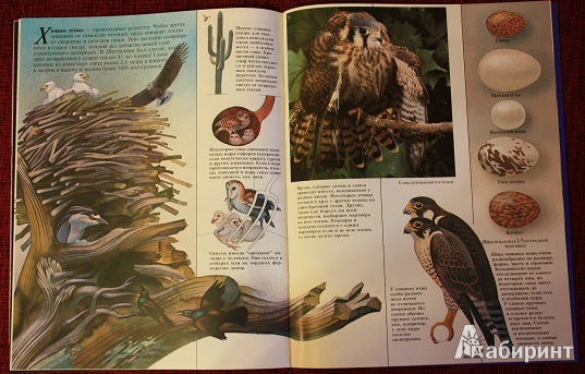 Иллюстрация 9 из 11 для Хищные птицы - Джон Веско | Лабиринт - книги. Источник: КНИЖНОЕ ДЕТСТВО