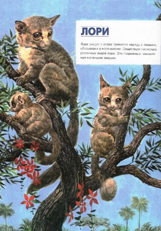 Иллюстрация 9 из 37 для Энциклопедия животных | Лабиринт - книги. Источник: Zhanna