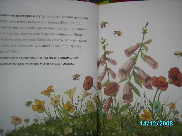 Иллюстрация 6 из 36 для Пчелы, бабочки, стрекозы - Тинг Моррис | Лабиринт - книги. Источник: Звездочка