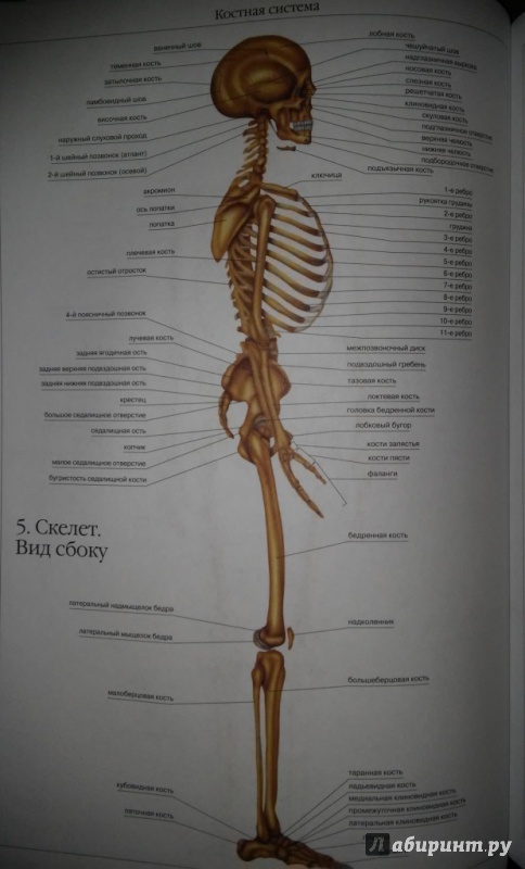 Иллюстрация 12 из 39 для Атлас анатомии человека | Лабиринт - книги. Источник: WhiteOwl