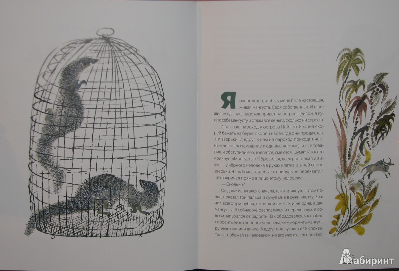 Иллюстрация 3 из 40 для Мангуста - Борис Житков | Лабиринт - книги. Источник: Тестов  Роман