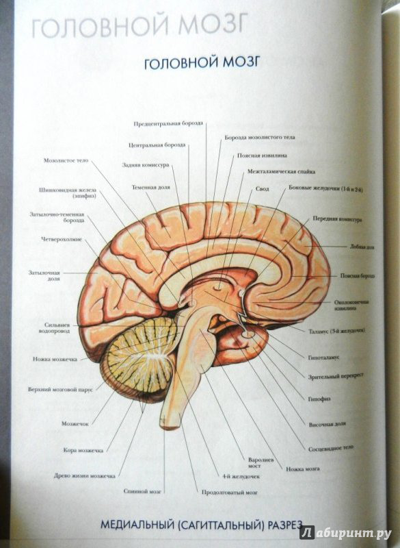 Иллюстрация 14 из 32 для Большой атлас анатомии человека | Лабиринт - книги. Источник: very_nadegata