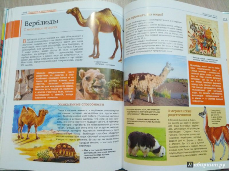 Иллюстрация 22 из 27 для Животные: птицы и звери | Лабиринт - книги. Источник: Тайна