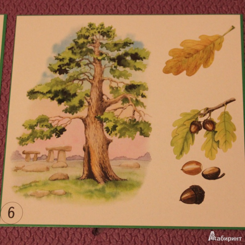 Иллюстрация 9 из 13 для Карточки "Деревья, плоды, листья" | Лабиринт - игрушки. Источник: KattryX