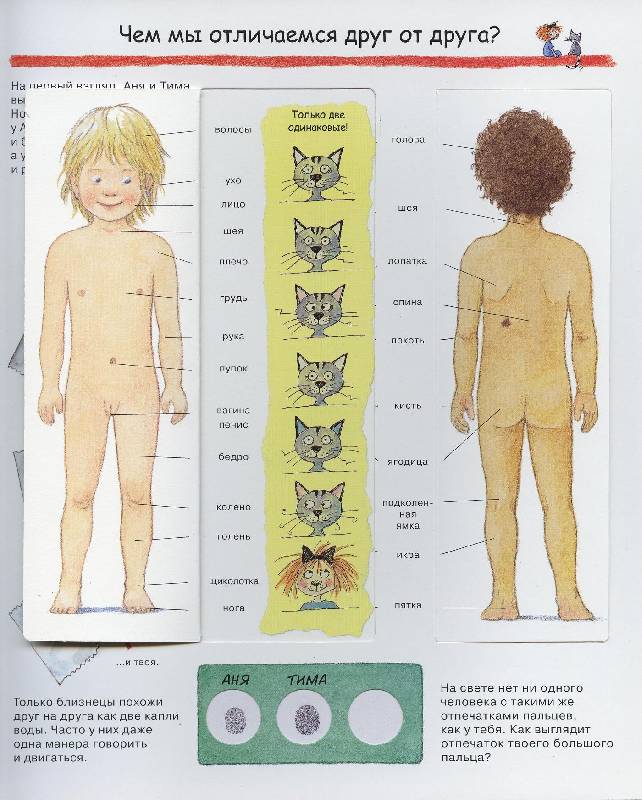 Иллюстрация 27 из 52 для Изучаем свое тело - Дорис Рюбель | Лабиринт - книги. Источник: Igra