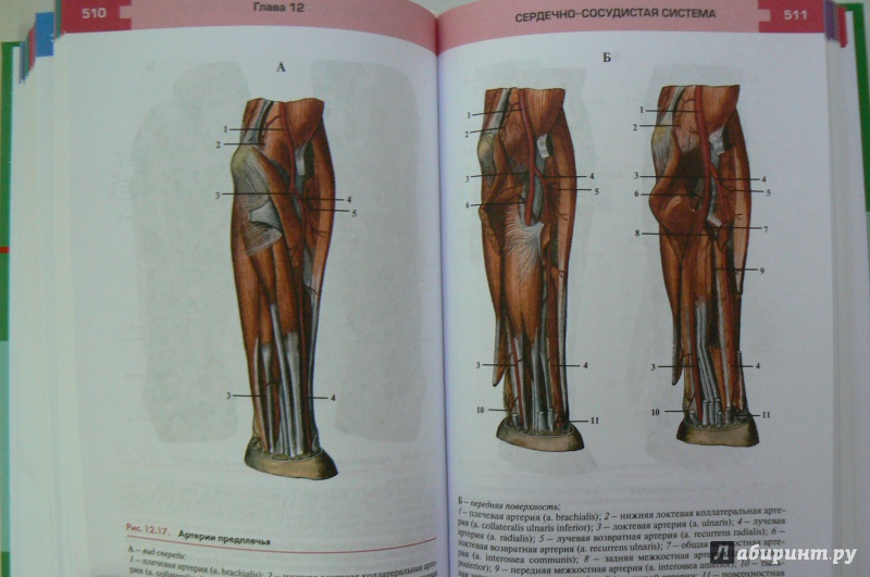 Иллюстрация 28 из 42 для Атлас анатомии и физиологии человека. Учебное пособие - Самусев, Сентябрев | Лабиринт - книги. Источник: Марина