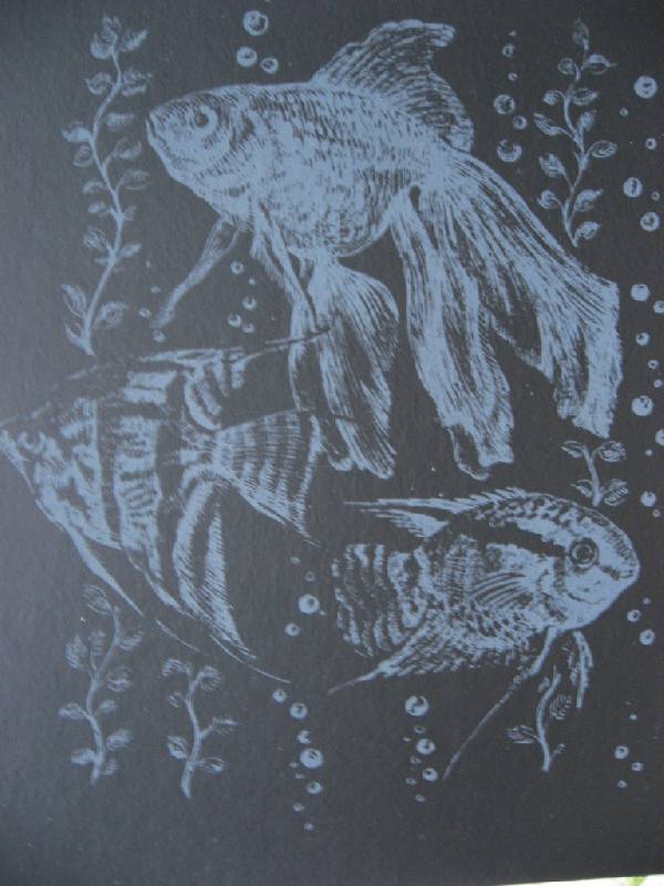 Иллюстрация 10 из 12 для Гравюра: Жизнь животных. Рыбки | Лабиринт - игрушки. Источник: Юта