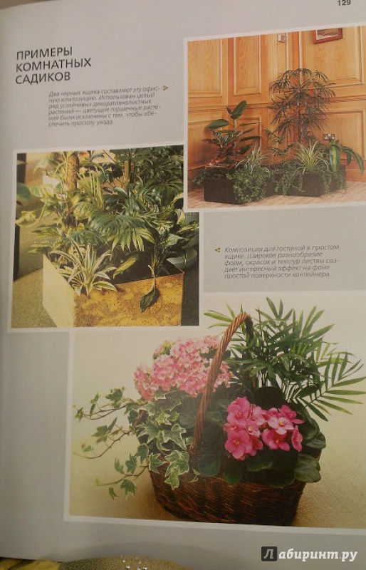 Иллюстрация 5 из 11 для Библия комнатных растений - Дэвид Хессайон | Лабиринт - книги. Источник: Annexiss