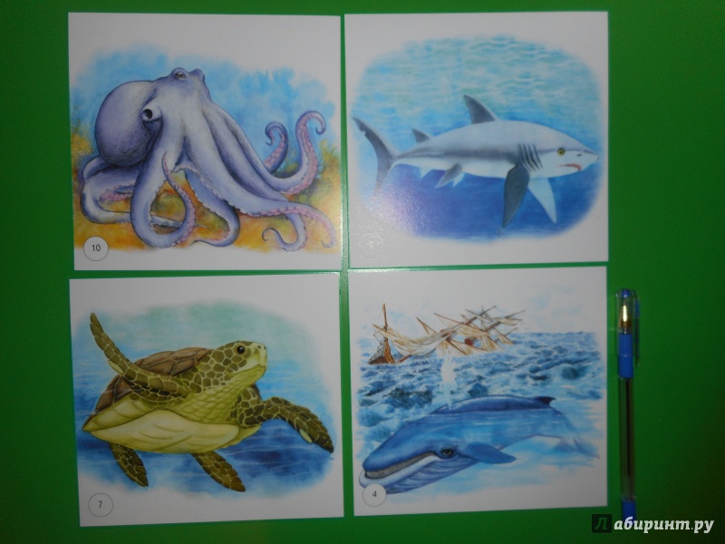 Иллюстрация 3 из 3 для Карточки "Морские животные" | Лабиринт - книги. Источник: Гаранина  Людмила