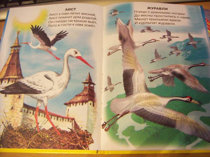 Иллюстрация 11 из 12 для Животный мир России - Владимир Степанов | Лабиринт - книги. Источник: Glukovarenik