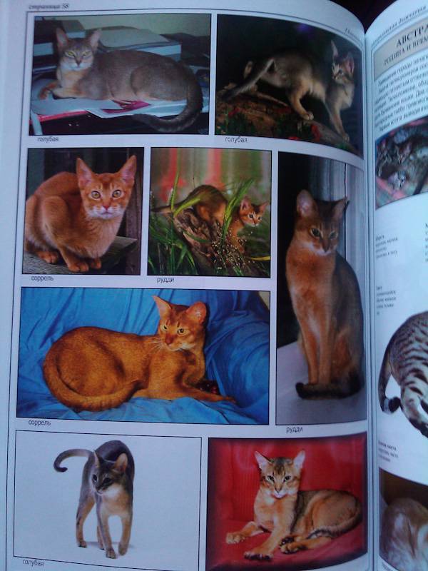 Иллюстрация 38 из 39 для Все о породах кошек - Джульетта Мей | Лабиринт - книги. Источник: Leisured