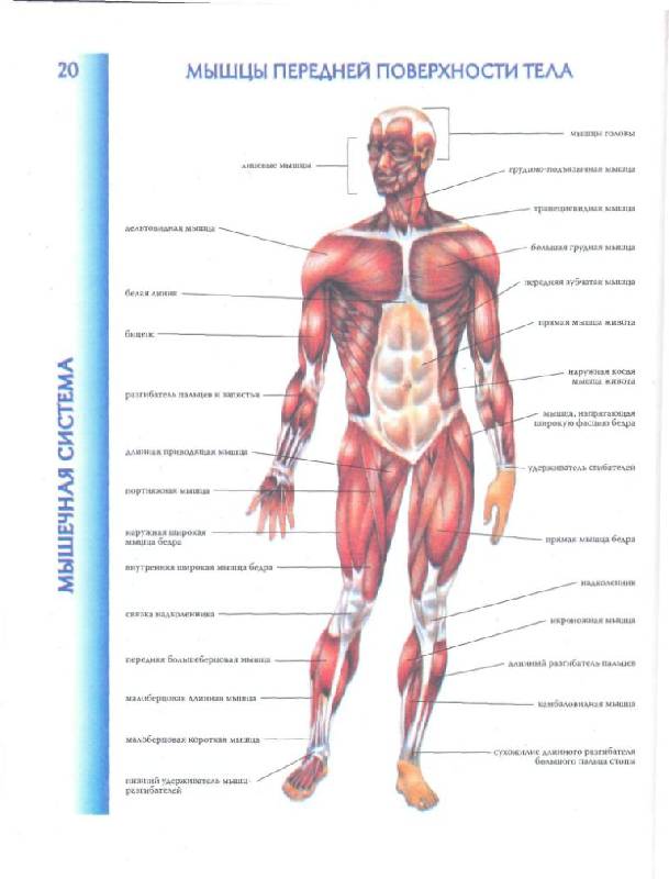 Иллюстрация 26 из 40 для Атлас анатомии человека | Лабиринт - книги. Источник: фиалка