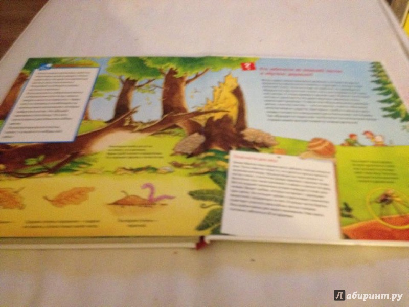Иллюстрация 18 из 53 для Животные в лесу - Штаубер, Германн | Лабиринт - книги. Источник: Boegaeva  Julia Прямой Телефон 0032488350110