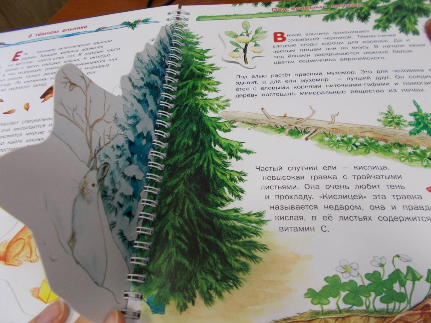 Иллюстрация 37 из 41 для Растения - Татьяна Елумеева | Лабиринт - книги. Источник: Коваль  Татьяна