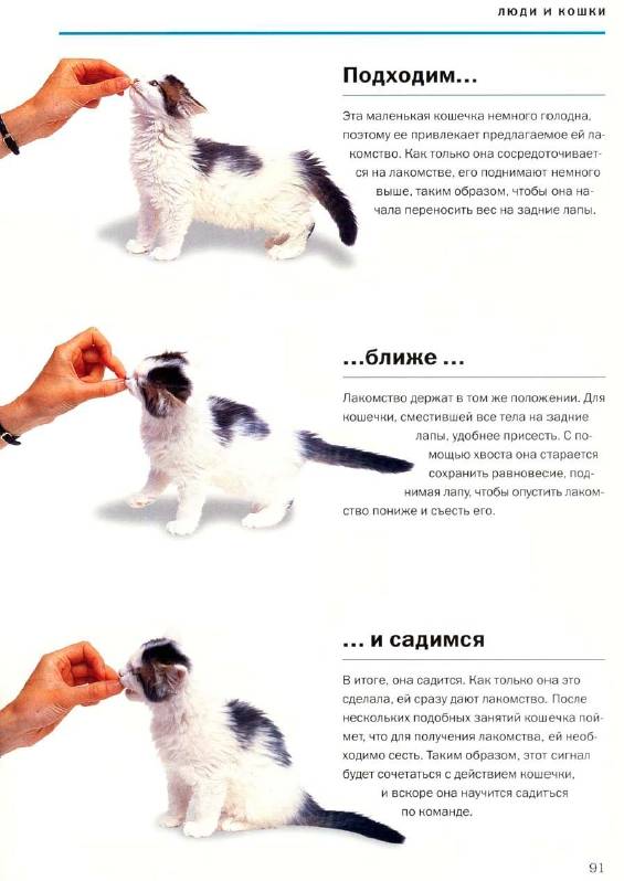 Иллюстрация 16 из 16 для О чем думает ваша кошка - Гвен Бэйли | Лабиринт - книги. Источник: Joker