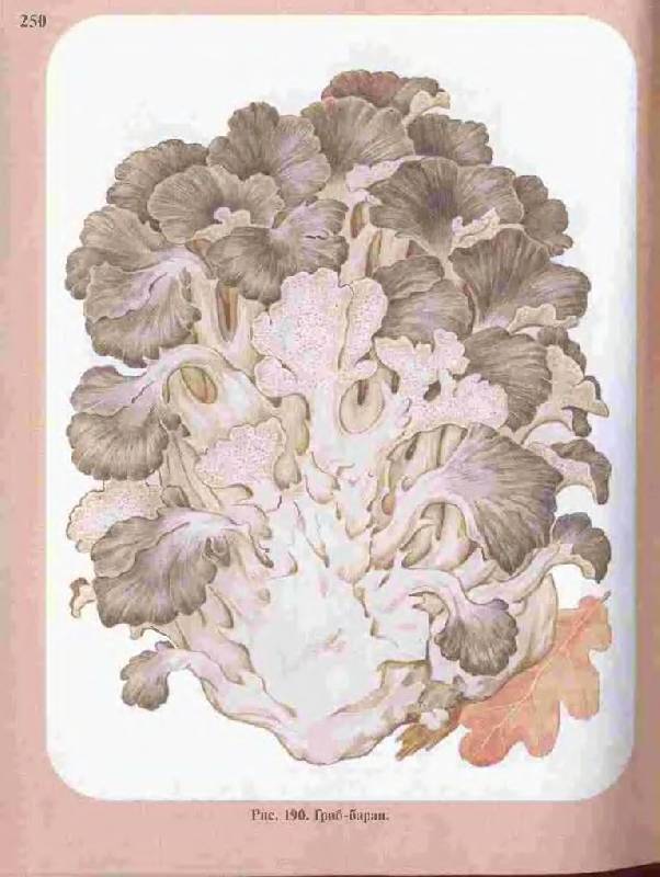 Иллюстрация 21 из 33 для Большой определитель грибов - Александр Юдин | Лабиринт - книги. Источник: Юта