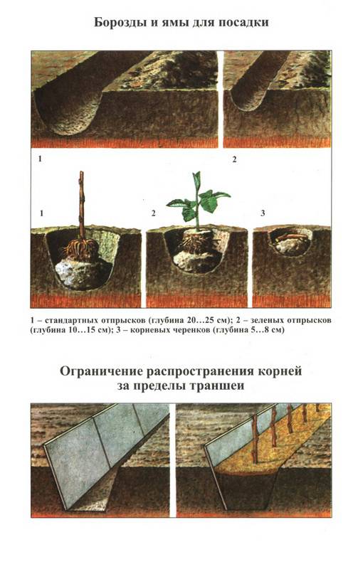 Иллюстрация 15 из 22 для Малина и ежевика - Евгений Ярославцев | Лабиринт - книги. Источник: Ялина
