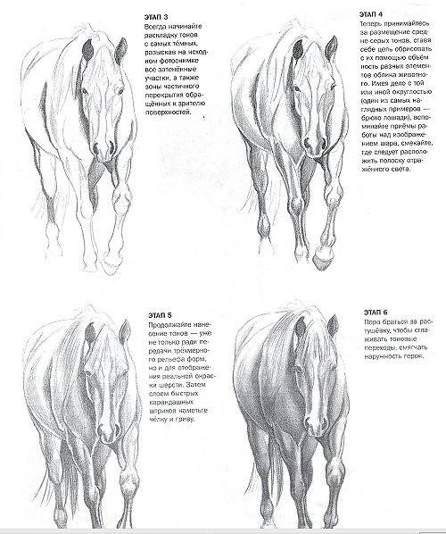 Иллюстрация 11 из 24 для Учимся рисовать лошадей вместе с Ли Хэммонд - Ли Хэммонд | Лабиринт - книги. Источник: Спанч Боб