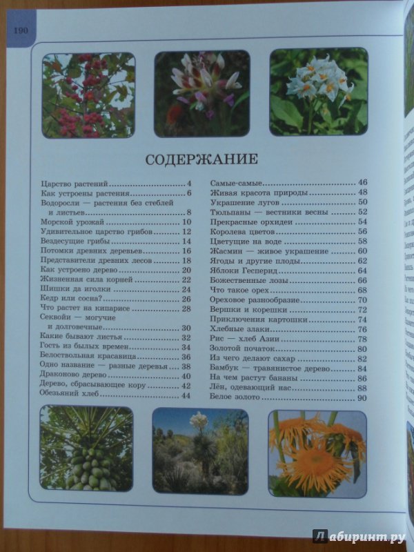 Иллюстрация 30 из 31 для Растения - Анна Спектор | Лабиринт - книги. Источник: Катрин7