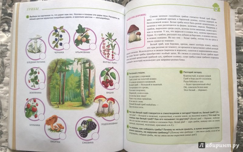 Иллюстрация 12 из 34 для Тематический словарь в картинках. Мир растений и грибов. Ягоды. Грибы | Лабиринт - книги. Источник: Elena15ros