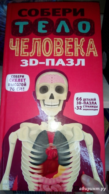 Иллюстрация 8 из 12 для 3D-пазл "Собери тело человека" (66 элементов) - Ричард Уолкер | Лабиринт - игрушки. Источник: Мила