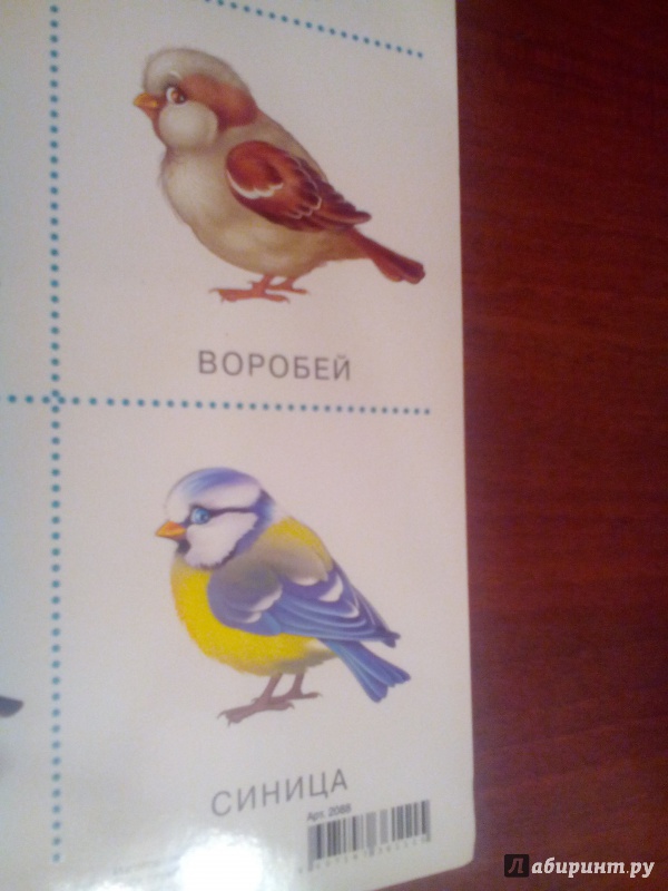 Иллюстрация 3 из 9 для Плакат "Птицы" (2088) | Лабиринт - книги. Источник: Живилова  Юлия