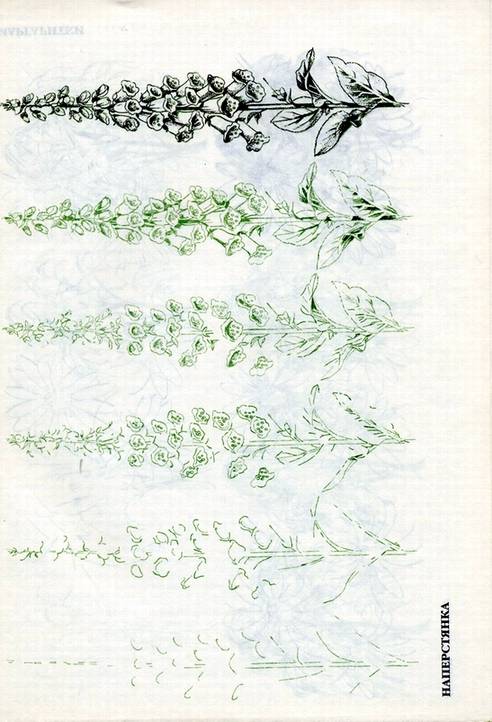 Иллюстрация 7 из 29 для Рисуем 50 цветов и деревьев - Эймис, Эймис | Лабиринт - книги. Источник: * Ольга *