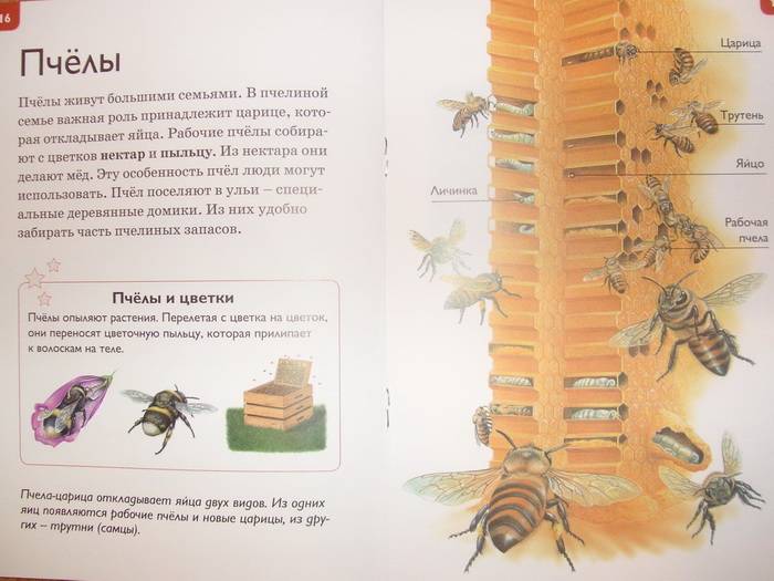 Иллюстрация 5 из 25 для Мир насекомых - Роберт Коуп | Лабиринт - книги. Источник: Бойкова  Светланка