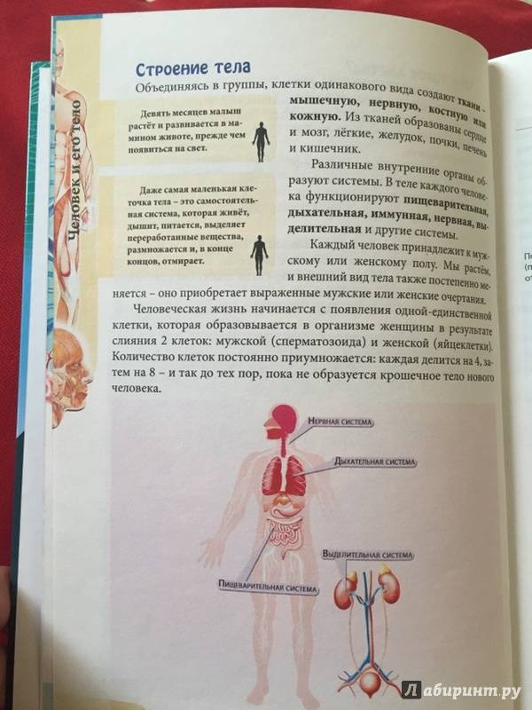 Иллюстрация 11 из 24 для Человек и его тело - Оксана Балуева | Лабиринт - книги. Источник: Cветлана Aзивская