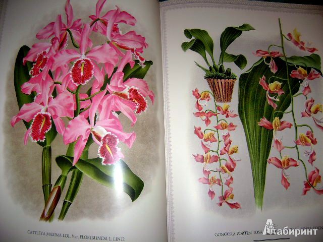 Иллюстрация 14 из 38 для Орхидеи. Линдения - иконография орхидей | Лабиринт - книги. Источник: Lunna
