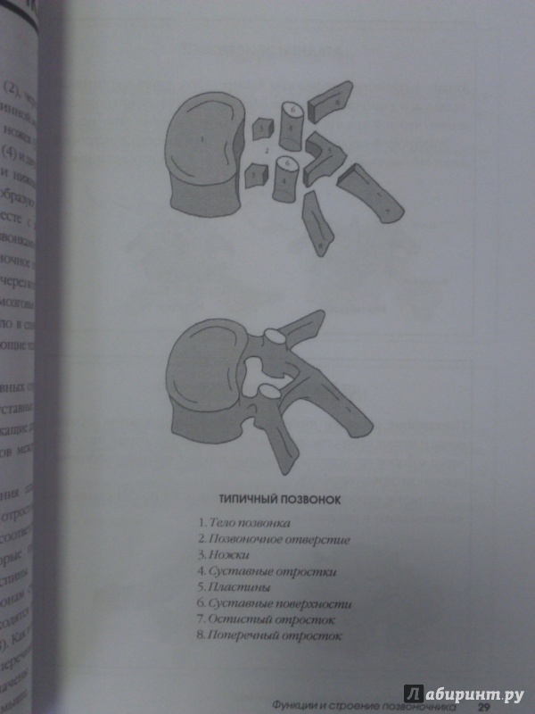 Иллюстрация 16 из 19 для Диагностика и лечение позвоночника. Уникальная система доктора А.М. Уриа - Алекс Уриа | Лабиринт - книги. Источник: Салус