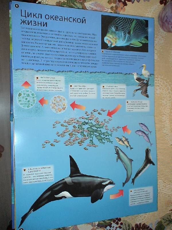 Иллюстрация 6 из 14 для Океаны - Джен Грин | Лабиринт - книги. Источник: Дубровина Наталья