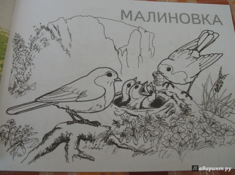 Иллюстрация 13 из 23 для Перелетные птицы | Лабиринт - книги. Источник: Понкратенко  Елена Ивановна