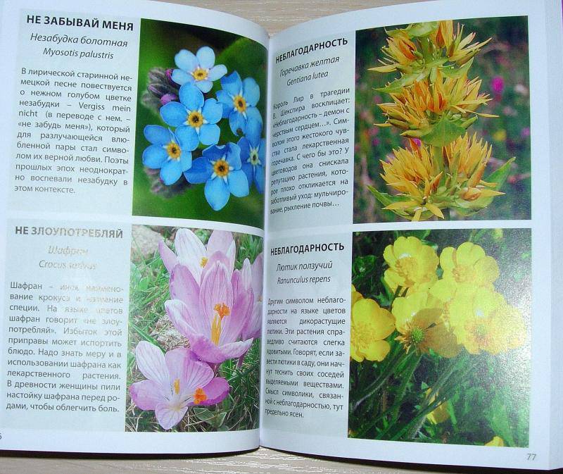 Иллюстрация 15 из 18 для Язык цветов | Лабиринт - книги. Источник: Rocio