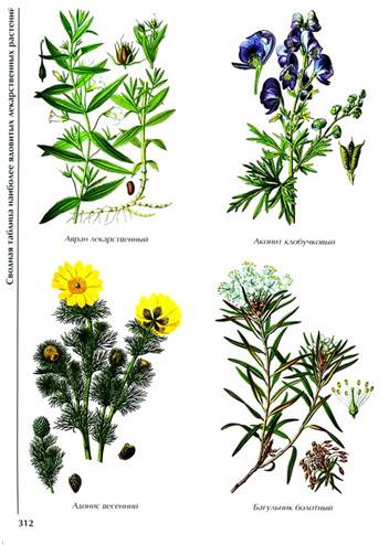 Иллюстрация 7 из 8 для Лекарственные растения | Лабиринт - книги. Источник: Золотая рыбка