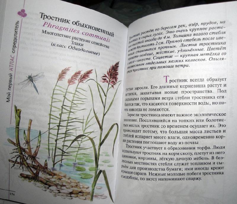 Иллюстрация 19 из 39 для Твой первый атлас-определитель. Растения - Козлова, Сивоглазов | Лабиринт - книги. Источник: АннаЛ