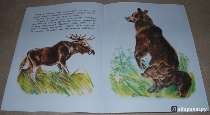 Иллюстрация 8 из 44 для Как медведь в лесу живёт - Вера Чаплина | Лабиринт - книги. Источник: Книжный кот