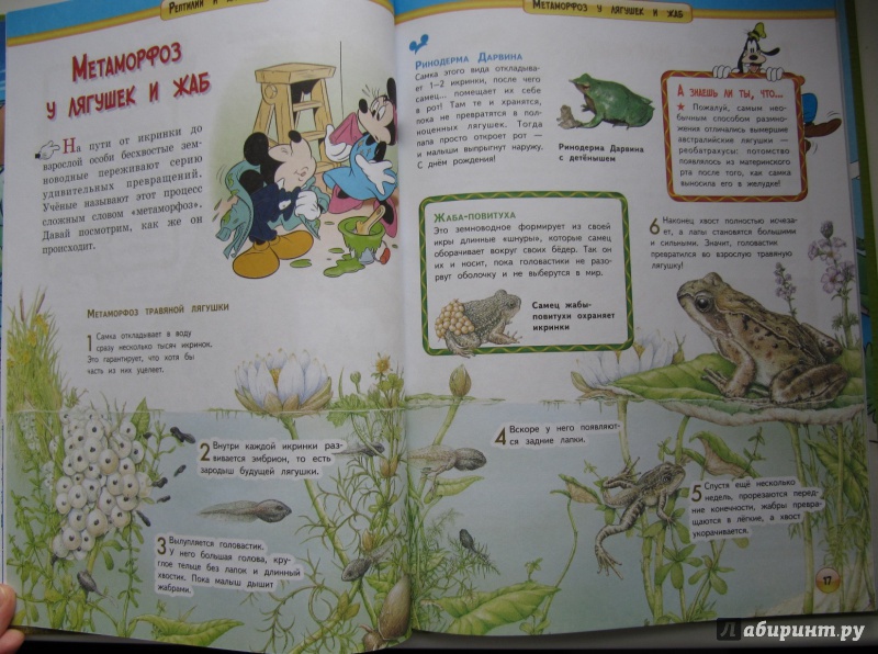 Иллюстрация 7 из 13 для Рептилии и амфибии | Лабиринт - книги. Источник: Чернова  Анастасия Юрьевна