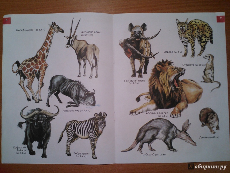 Иллюстрация 4 из 8 для От слона до утконоса | Лабиринт - книги. Источник: Маринка