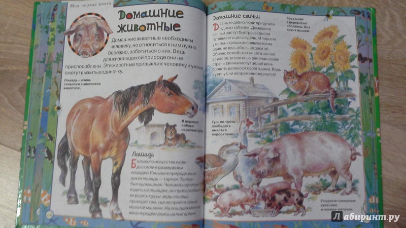 Иллюстрация 10 из 16 для Моя первая книга о животных | Лабиринт - книги. Источник: Татьян@