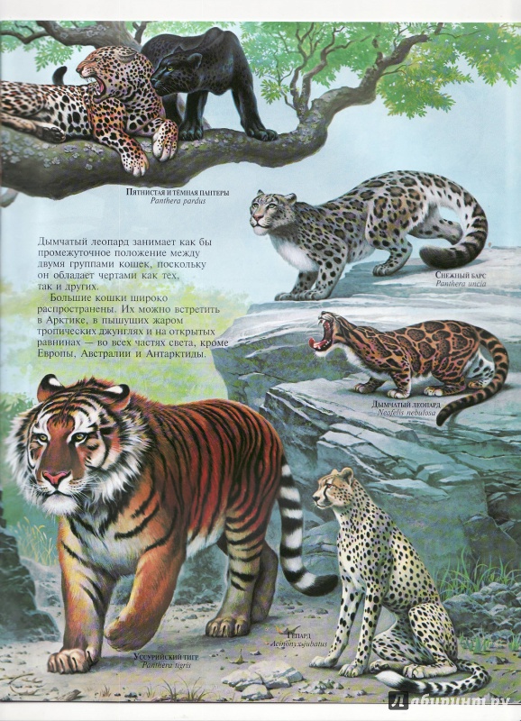 Иллюстрация 17 из 26 для Большие кошки - Джон Веско | Лабиринт - книги. Источник: Журавлева  Анастасия