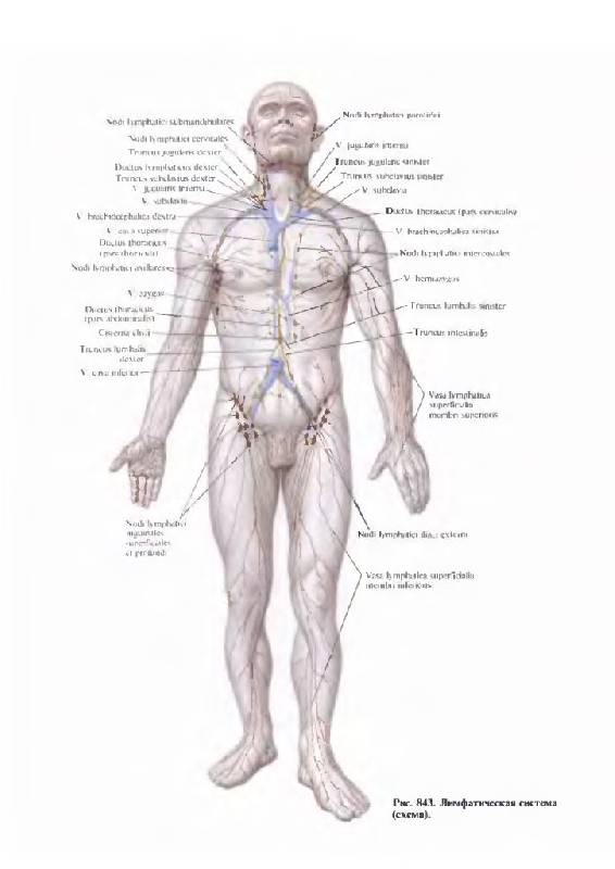 Иллюстрация 20 из 36 для Атлас анатомии человека. В 4-х томах. Том 3. Учение о сосудах и лимфоидных органах - Синельников, Синельников, Синельников | Лабиринт - книги. Источник: Юта