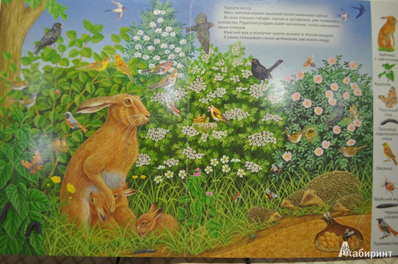 Иллюстрация 3 из 45 для На лугу и в поле | Лабиринт - книги. Источник: Слюсарева  Мария Викторовна