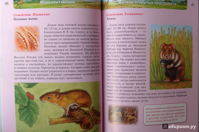 Иллюстрация 27 из 64 для Млекопитающие | Лабиринт - книги. Источник: Соловьев  Владимир