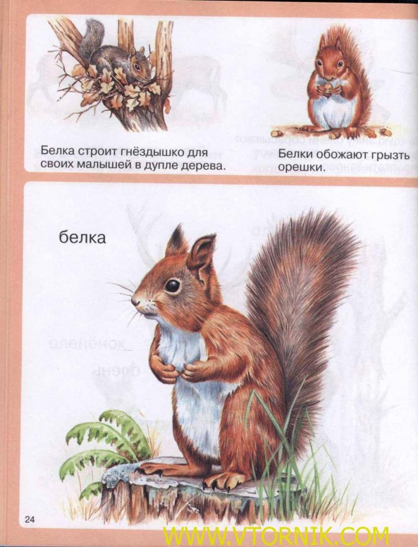 Иллюстрация 33 из 35 для Животные - Мари-Рене Пимон | Лабиринт - книги. Источник: Татьяна А.