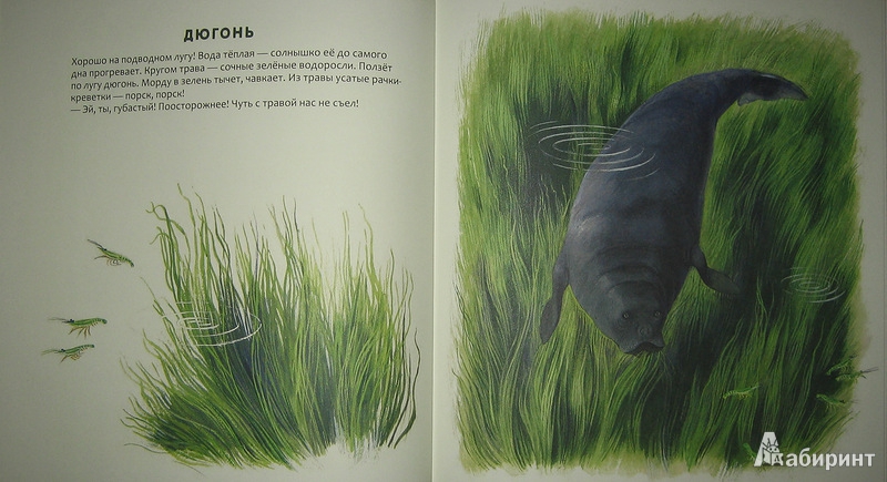 Иллюстрация 23 из 61 для Кто в море живет - Святослав Сахарнов | Лабиринт - книги. Источник: Трухина Ирина