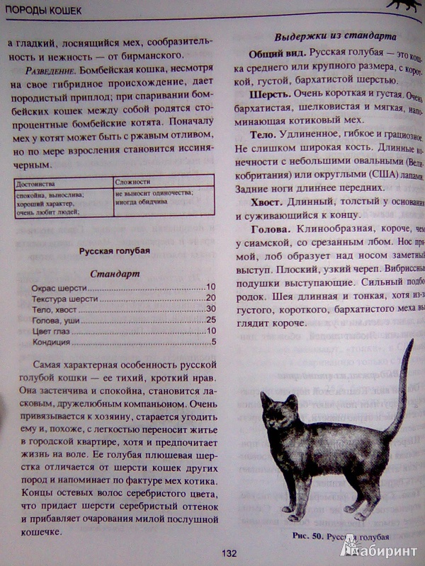 Иллюстрация 7 из 53 для Все о кошке. Породы, содержание, питание - Дарья Дазидова | Лабиринт - книги. Источник: Салус