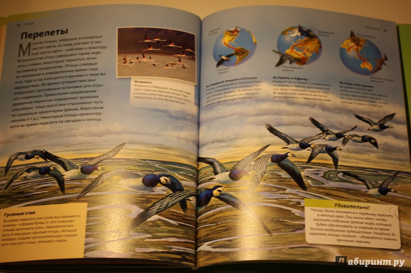Иллюстрация 14 из 16 для Птицы | Лабиринт - книги. Источник: AL980